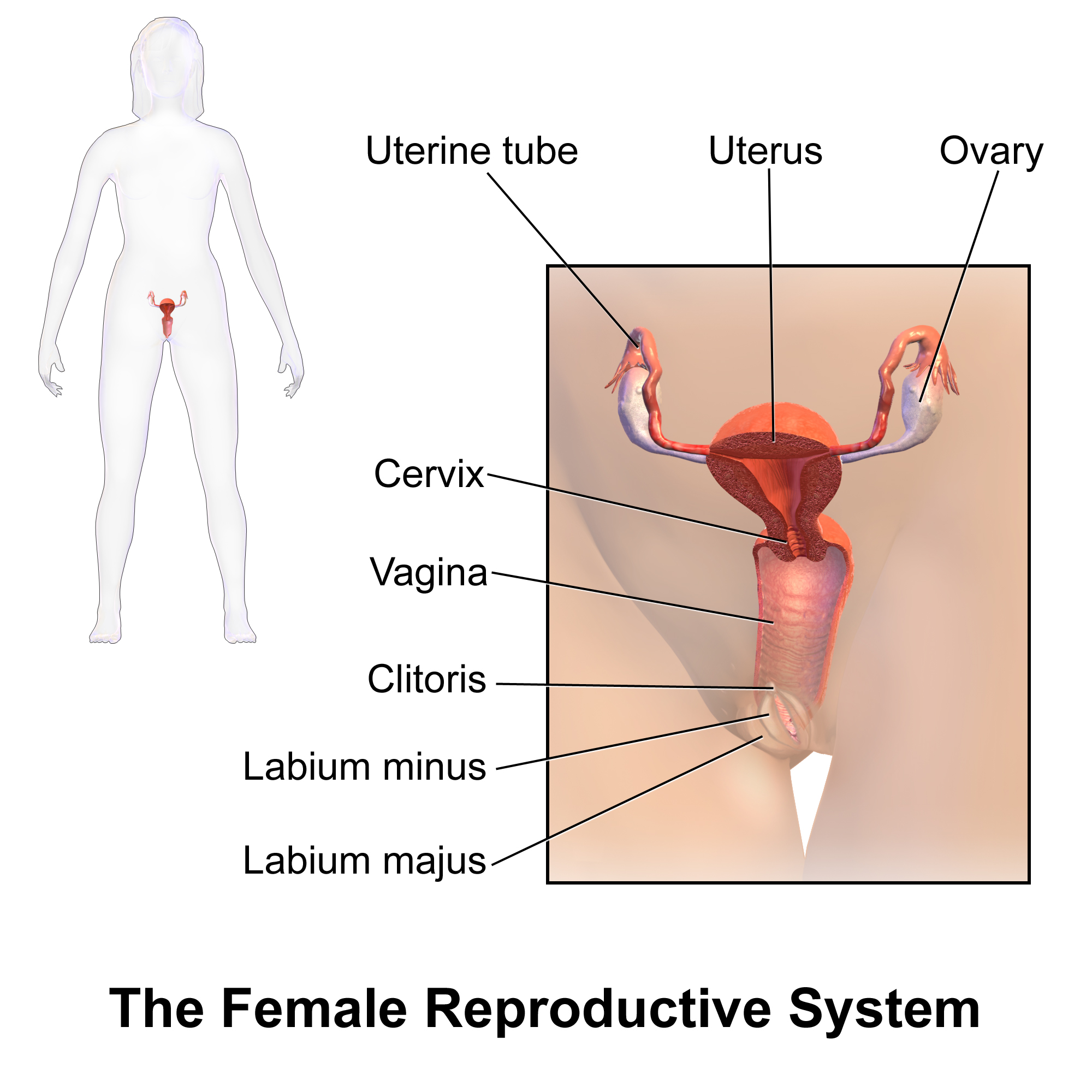 Female reproductive system — sagittal section