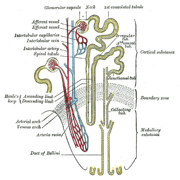 The uriniferous tubule (nephron) and its course through the cortex and medulla