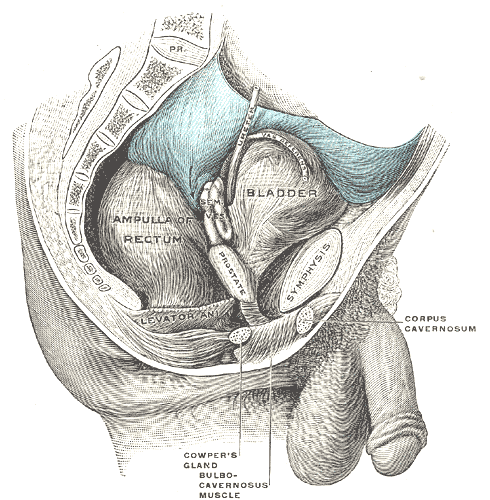 Median sagittal section of the male pelvis showing the bladder, prostate, and rectum