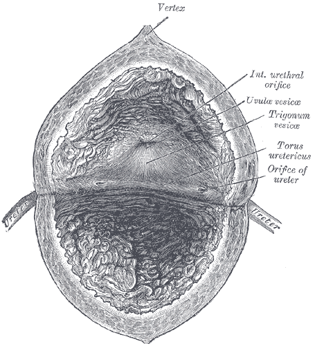 Interior of the bladder showing the trigone and the ureteric and internal urethral orifices
