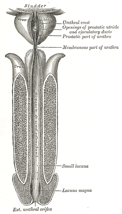 Gray's Anatomy figure of the male urethra laid open on its anterior surface