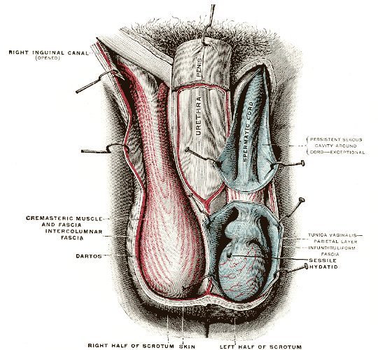 Gray's Anatomy Fig. 1143 — The right testis exposed by laying open the tunica vaginalis.
