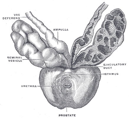 Gray's Anatomy Fig. 1160 — Prostate with seminal vesicles and vas deferens, viewed from in front and above.