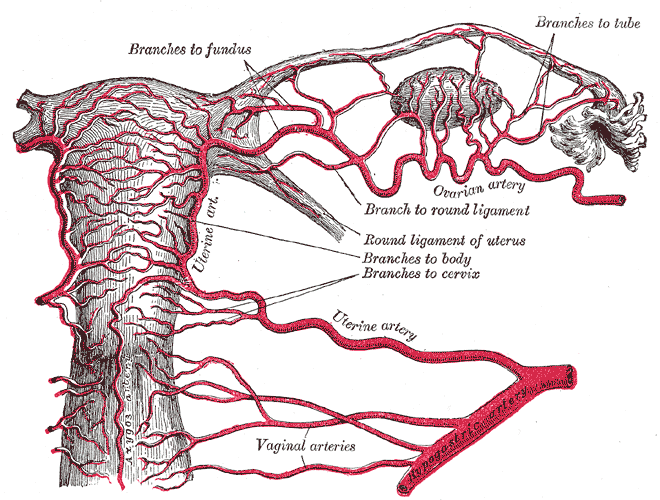Gray's Anatomy Fig. 1170 — The uterus and right broad ligament, seen from behind.