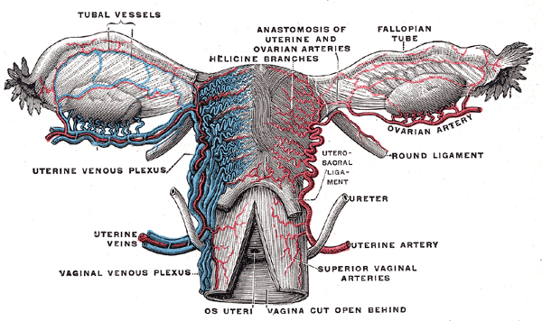 Gray's Anatomy Fig. 589 — External genital organs of the female.
