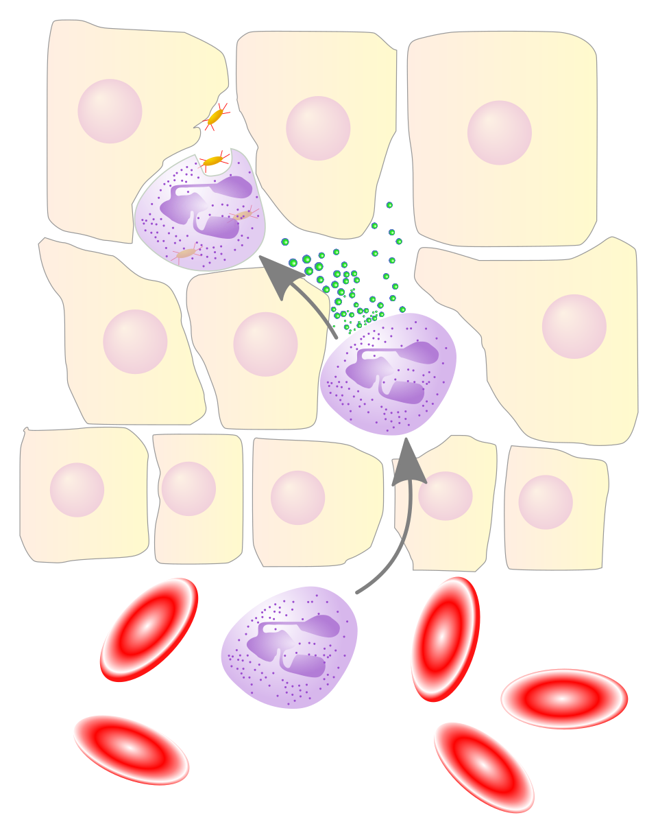 Diagram illustrating neutrophil migration from blood vessel into wound matrix with phagocytosis of bacteria