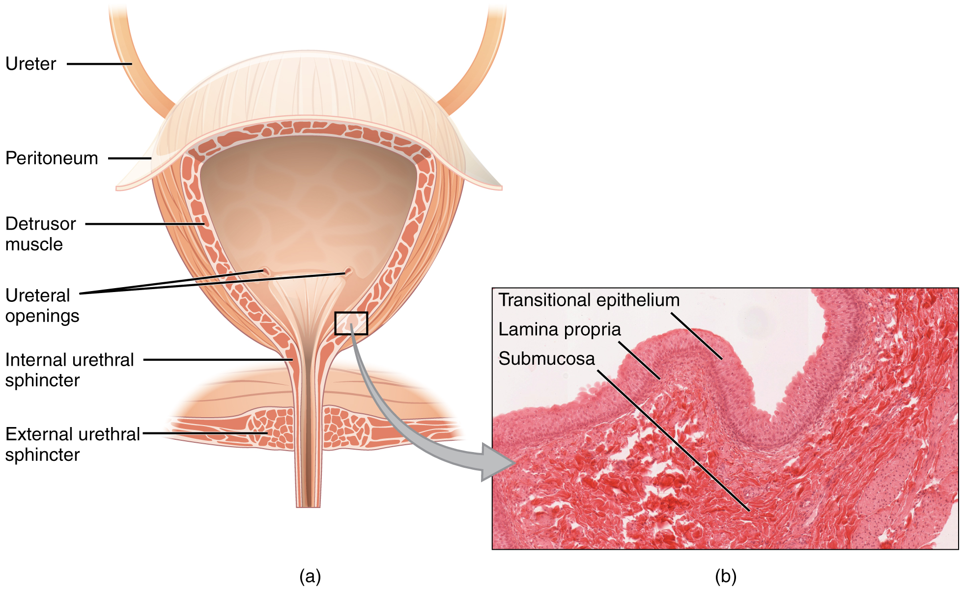 Bladder anatomy — male and female