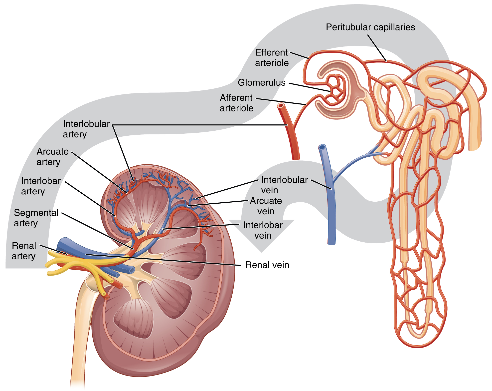 Renal vascular tree from the renal artery to the glomerular and peritubular capillaries
