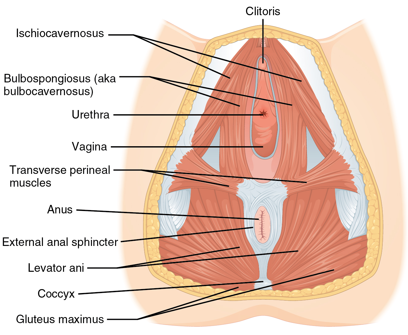 Female perineum muscles