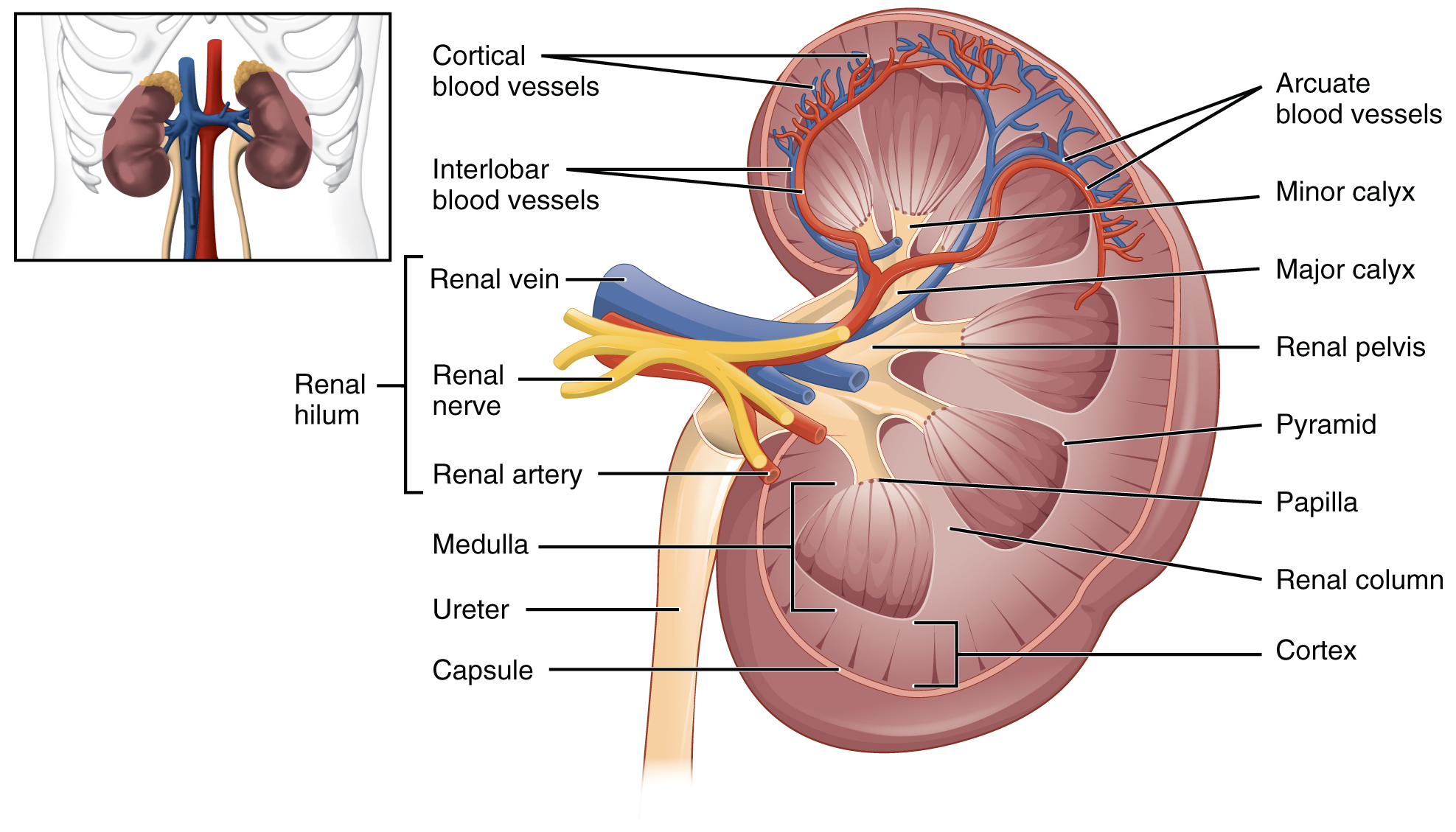 Kidney anatomy — internal structure and position