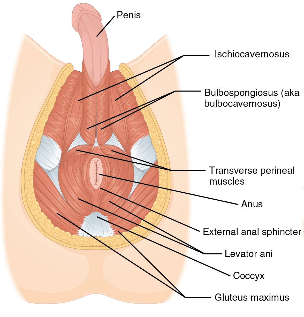 Male perineum muscles