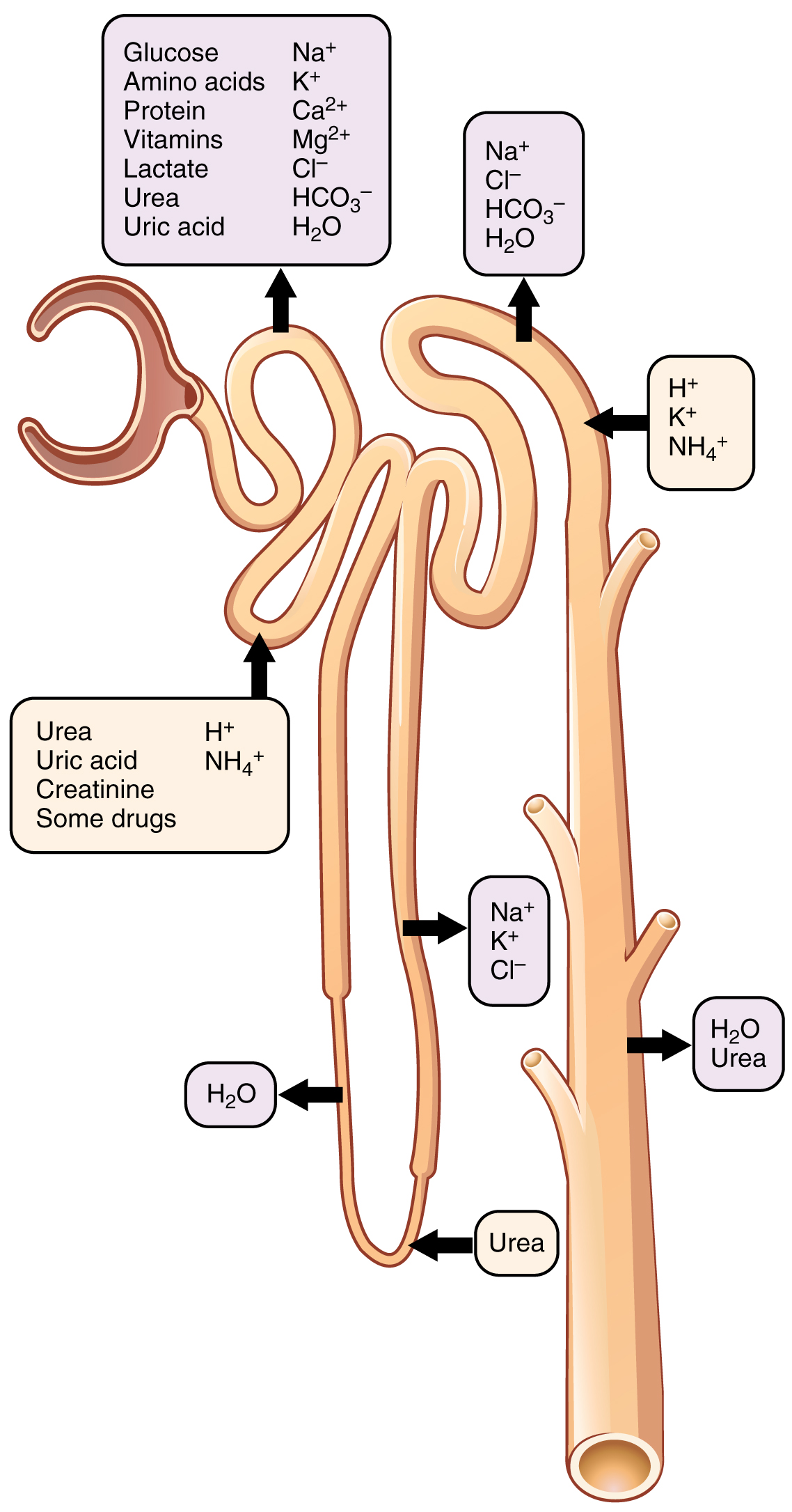 Sites of solute reabsorption and secretion along the nephron