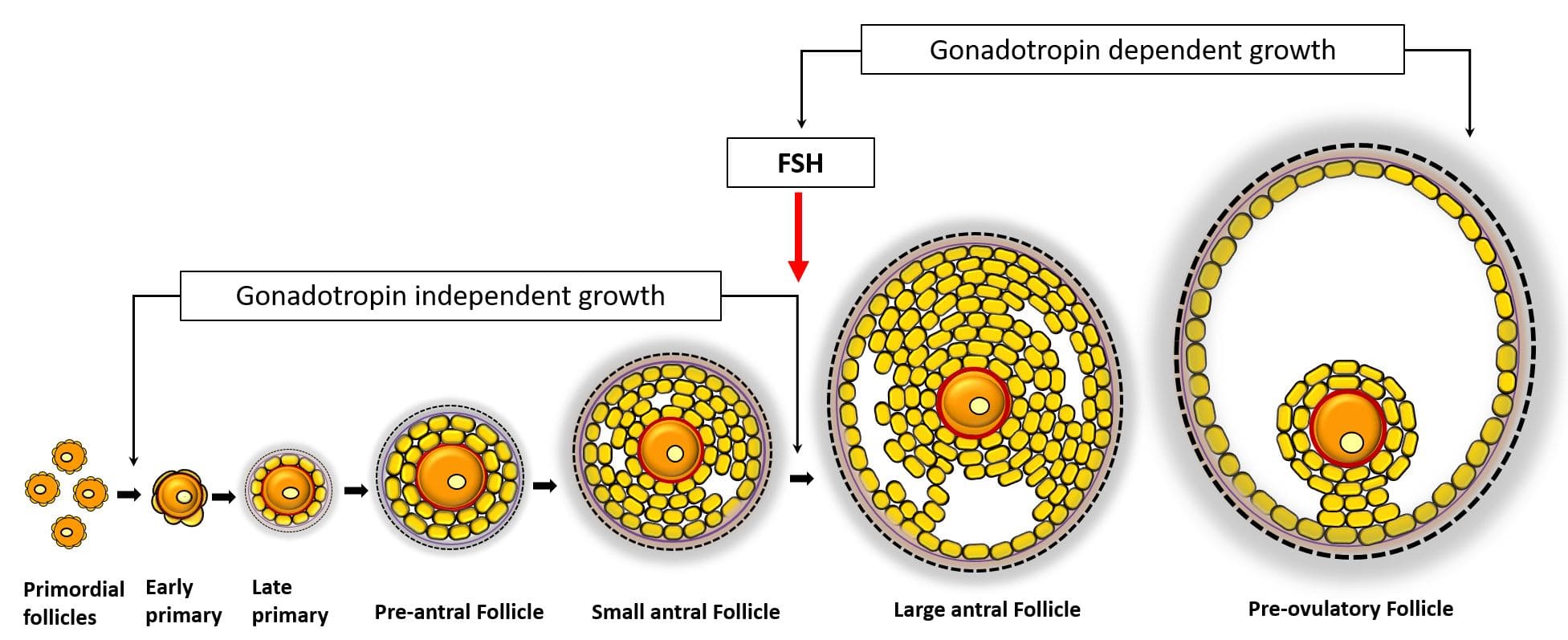 Ovarian follicle development stages