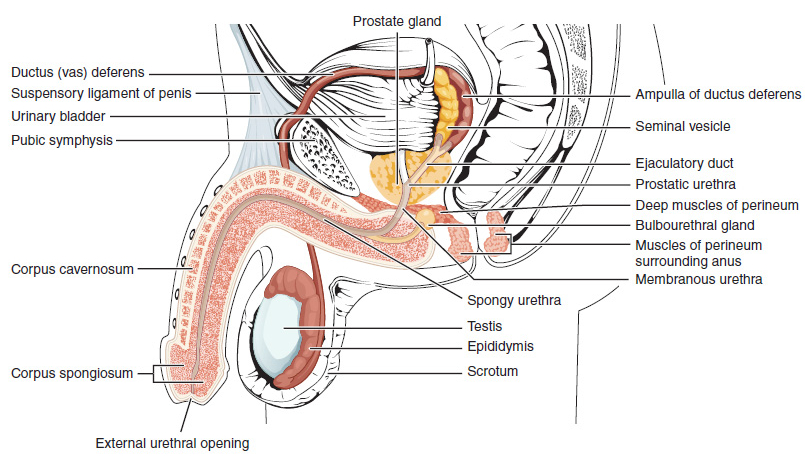 Lateral cross-section of the penis showing the corpus spongiosum containing the urethra