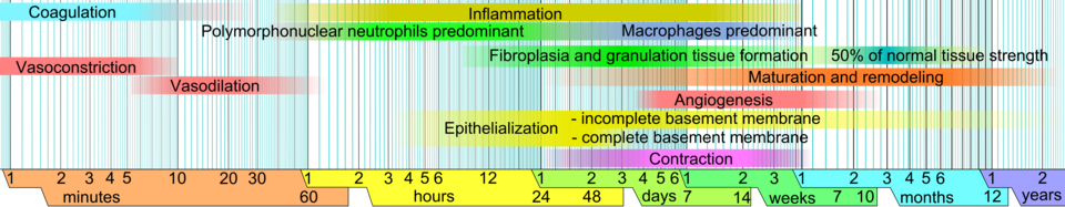 Diagram showing the four overlapping phases of wound healing across a timeline